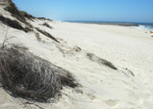 Praia do Areão (Vagos)